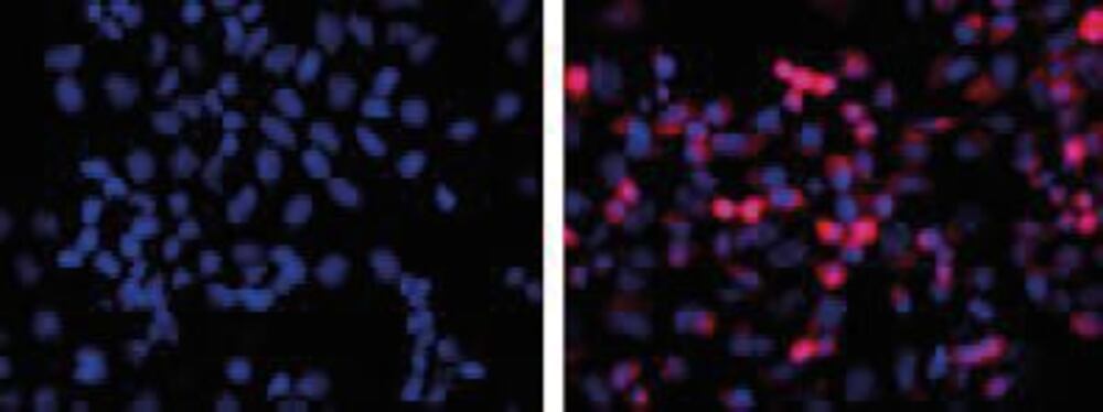 Anti-His Tag Antibody [HIS.H8], 100 µg - Luminix Health