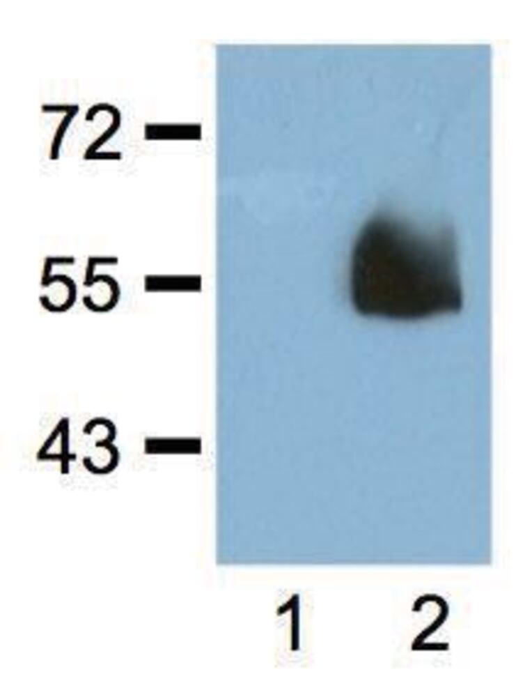 Anti-HA Tag Antibody [HA.C5], 100 µg - Luminix Health