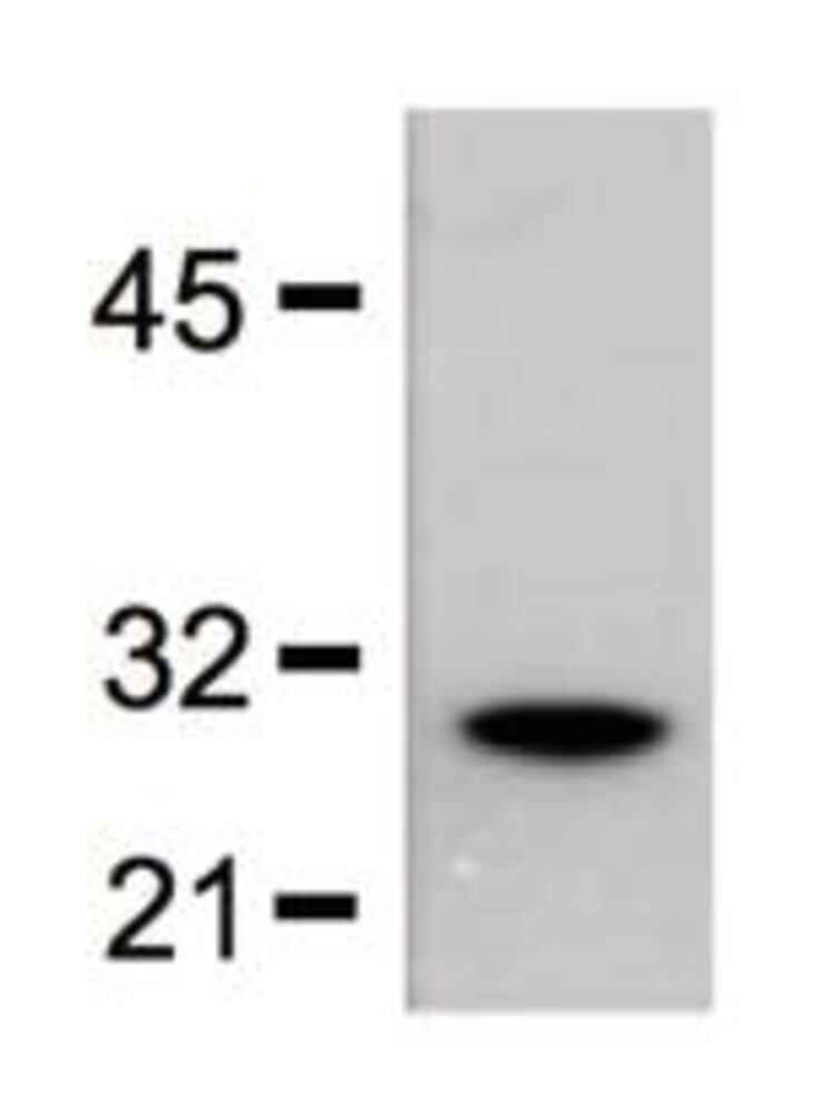 Anti-GST Tag Antibody [GST.B6], 100 µg - Luminix Health