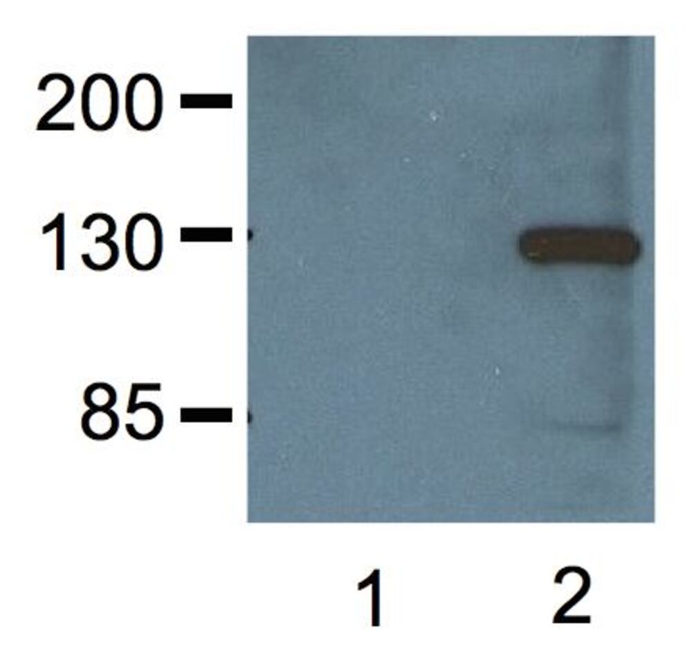 Anti-V5 Tag Antibody [V5.E10], 100 µg - Luminix Health
