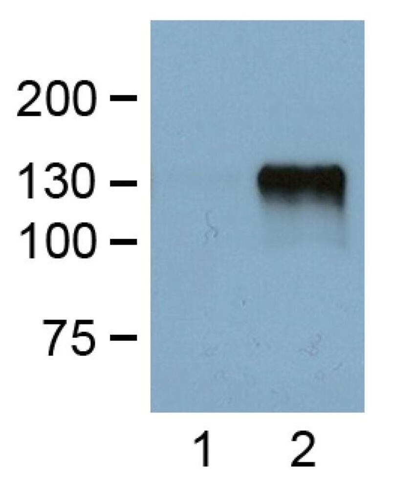 Anti-FLAG Tag Antibody [FG4R], 100 µg - Luminix Health