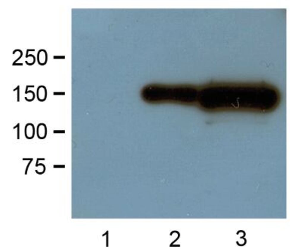 Anti-GFP Tag Antibody [GF28R], 100 µg - Luminix Health