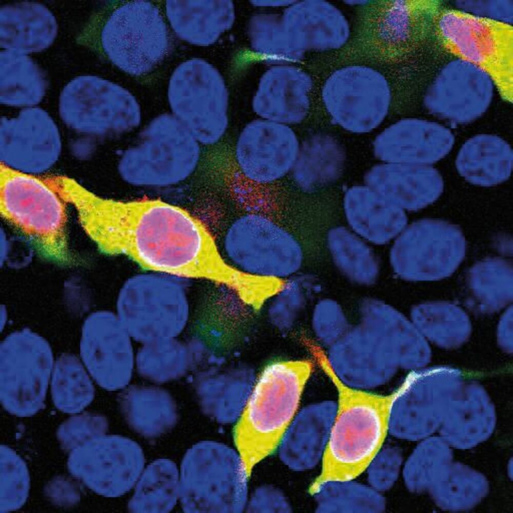 Anti-mCherry Antibody, 50 µl - Luminix Health