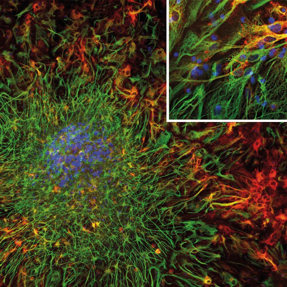 Anti-ALDH1L1 Antibody [2E7], 50 µl - Luminix Health
