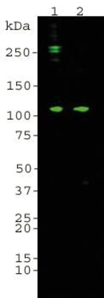 A-Complement C3 alpha chain Antib [6E8], 50 µl - Luminix Health