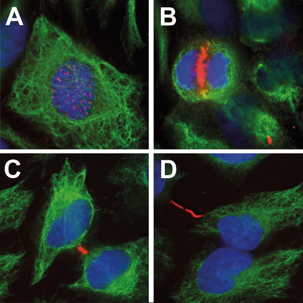 Anti-Aurora B Kinase Antibody [6G2], 50 µl - Luminix Health
