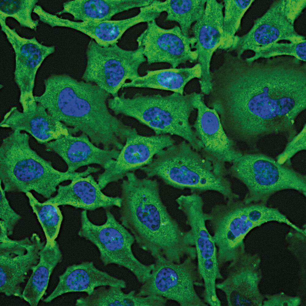 Anti-GAPDH Antibody [1D4], 50 µl - Luminix Health