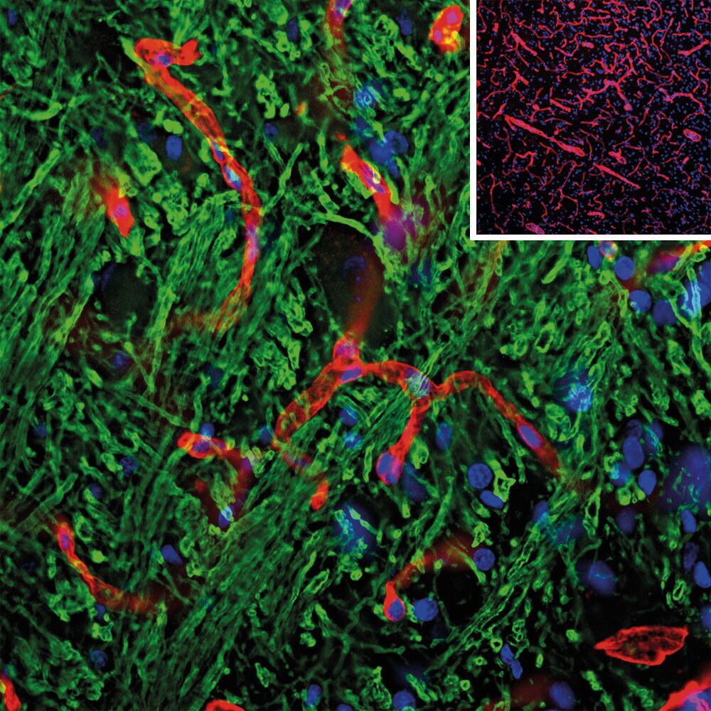 Anti-Laminin Antibody, 50 µl - Luminix Health