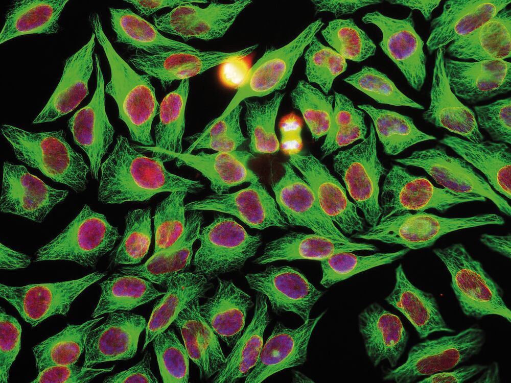Anti-beta Tubulin Antibody [1B12], 50 µl - Luminix Health