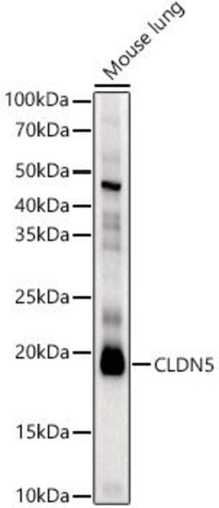 Anti-Claudin 5 Antibody, 100 µl - Luminix Health