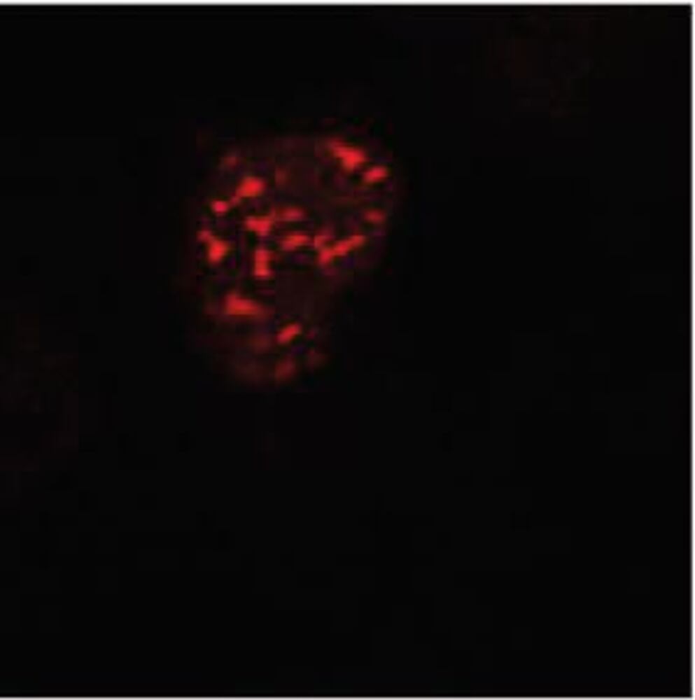 Anti-DDDDK Tag Antibody [F-tag-01], 100 µg - Luminix Health