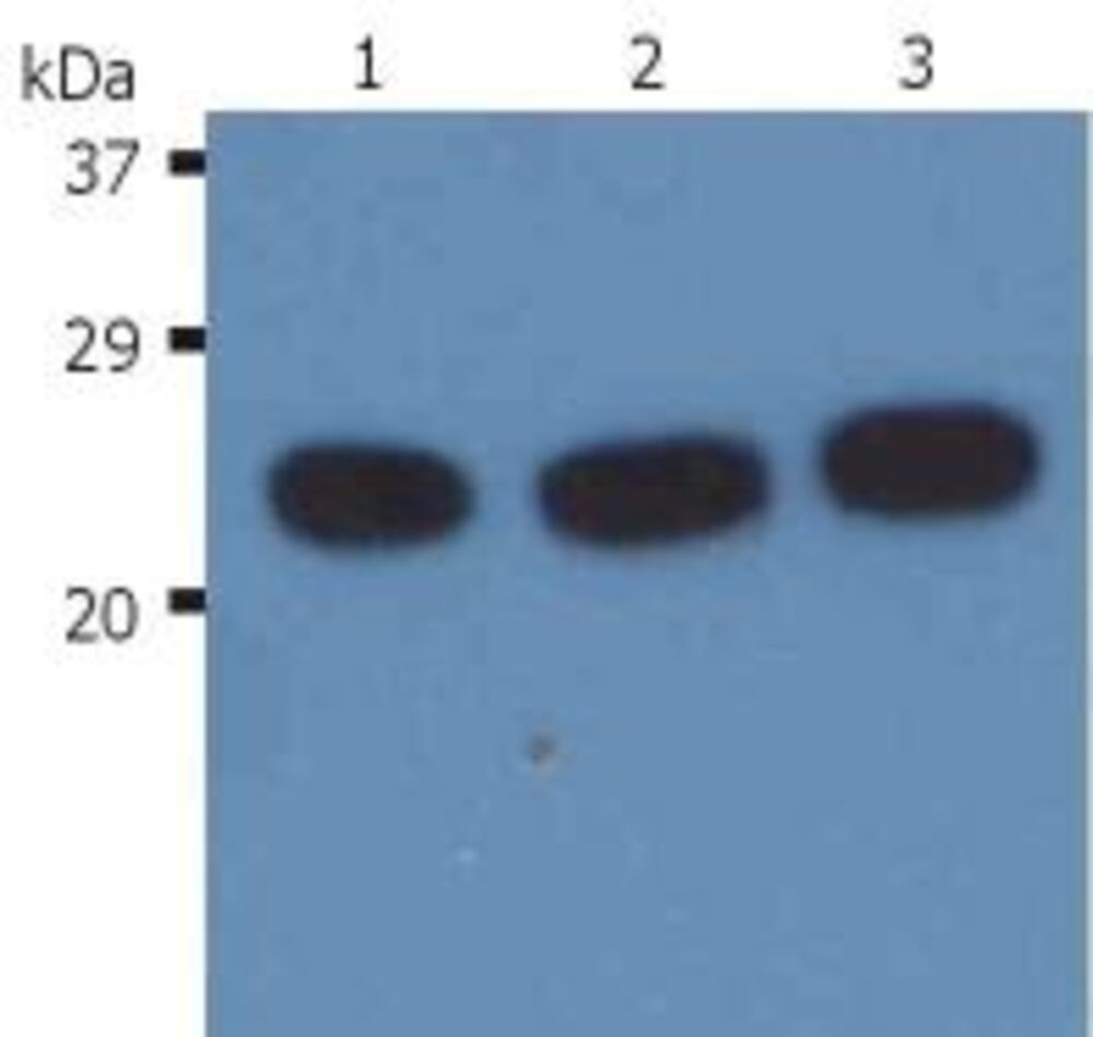 Anti-H-RAS Antibody [H-RAS-03], 100 µg - Luminix Health