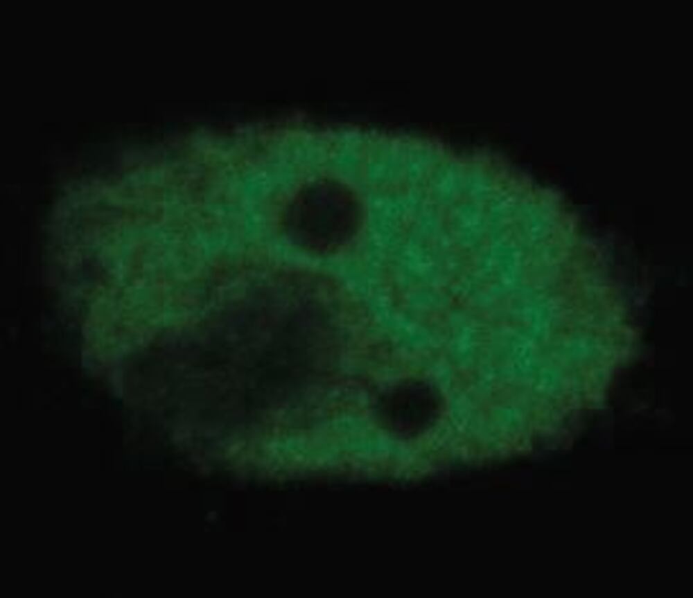 Anti-p53 Antibody [BP53-12], 100 µg - Luminix Health