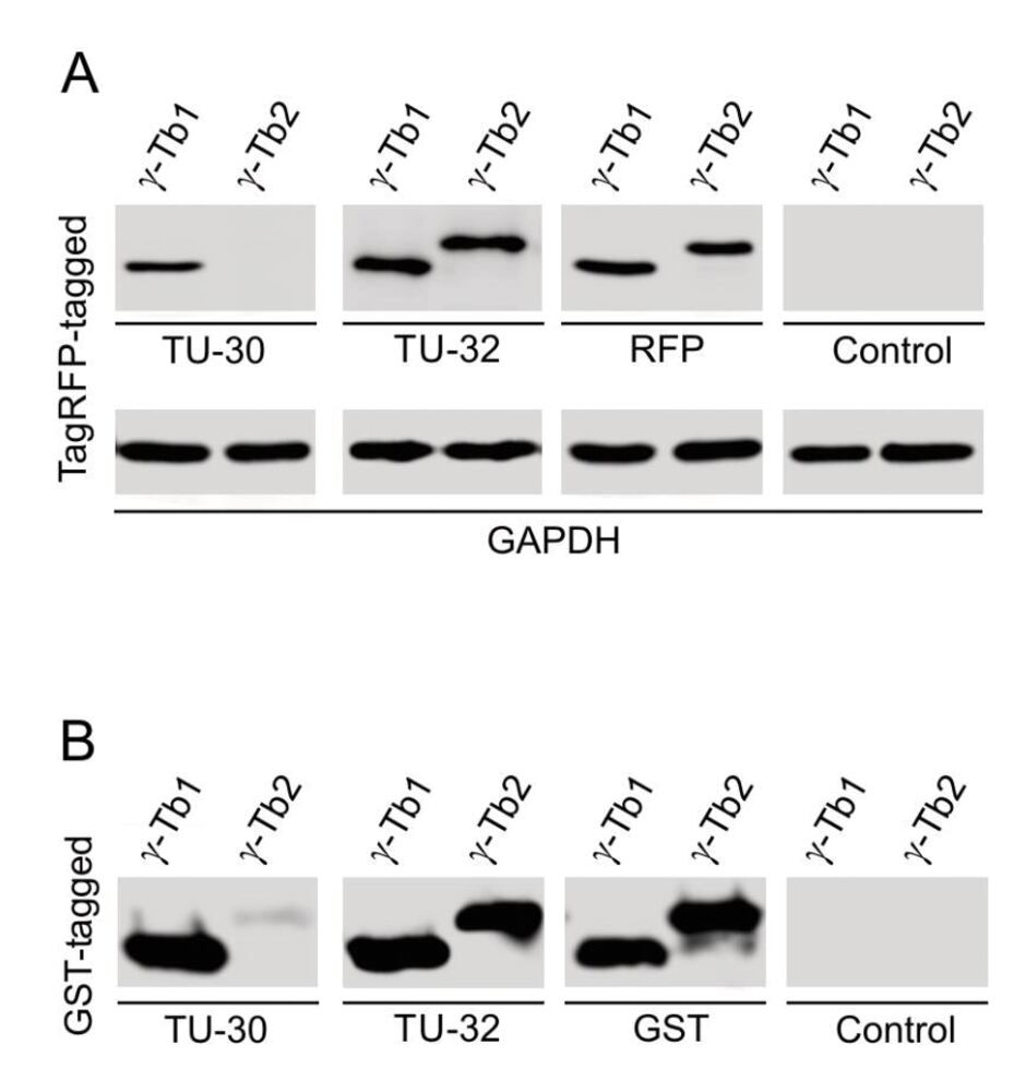 Anti-gamma Tubulin Antibody [TU-30], 100 µg - Luminix Health