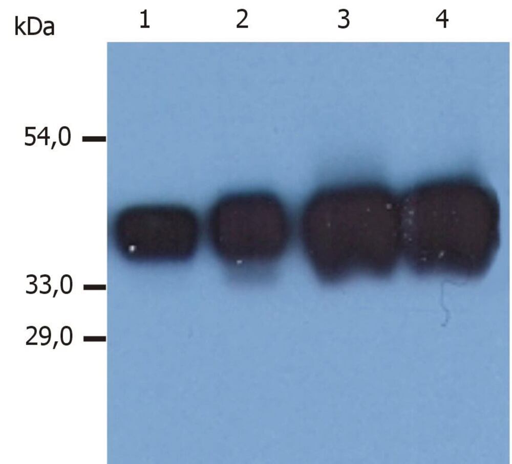 Anti-Cytokeratin 19 Antibody [A53-B/A2], 100 µg - Luminix Health