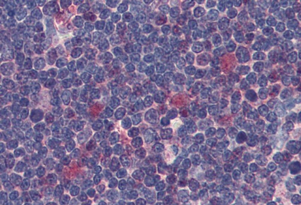 Anti-CDK1 Antibody [POH-1], 100 µg - Luminix Health