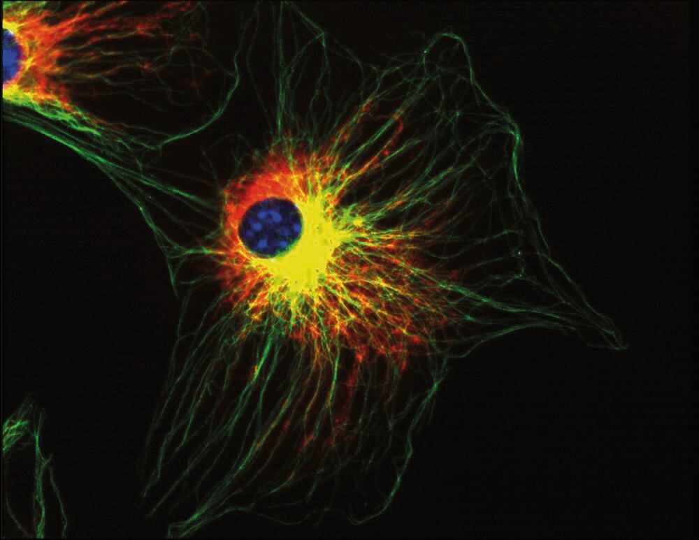 Anti-alpha Tubulin Antibody [TU-01], 100 µg - Luminix Health