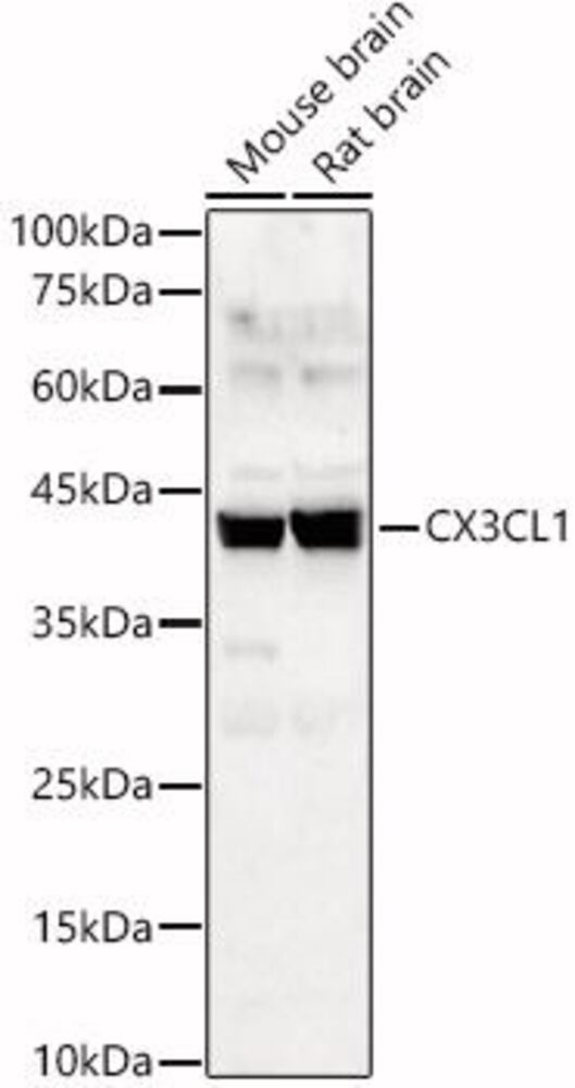 Anti-CX3CL1 Antibody, 100 µl - Luminix Health