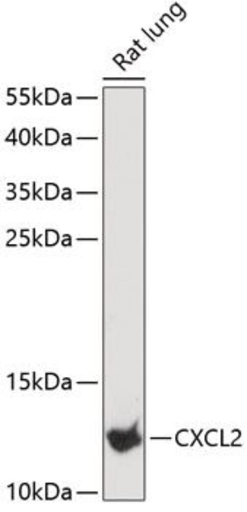 Anti-CXCL2 Antibody, 100 µl - Luminix Health