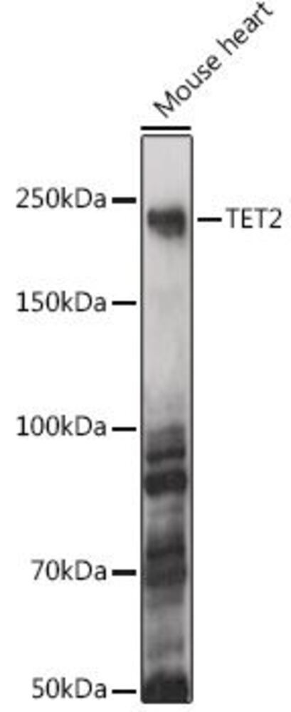 Anti-Tet2 Antibody, Density (D) 1 g/cm³, Storage temp. +4 °C - Luminix Health