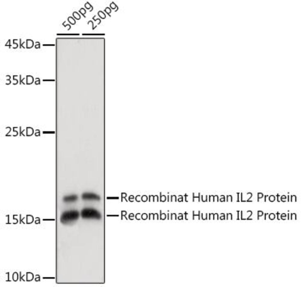 Anti-IL-2 Antibody, 100 µl - Luminix Health