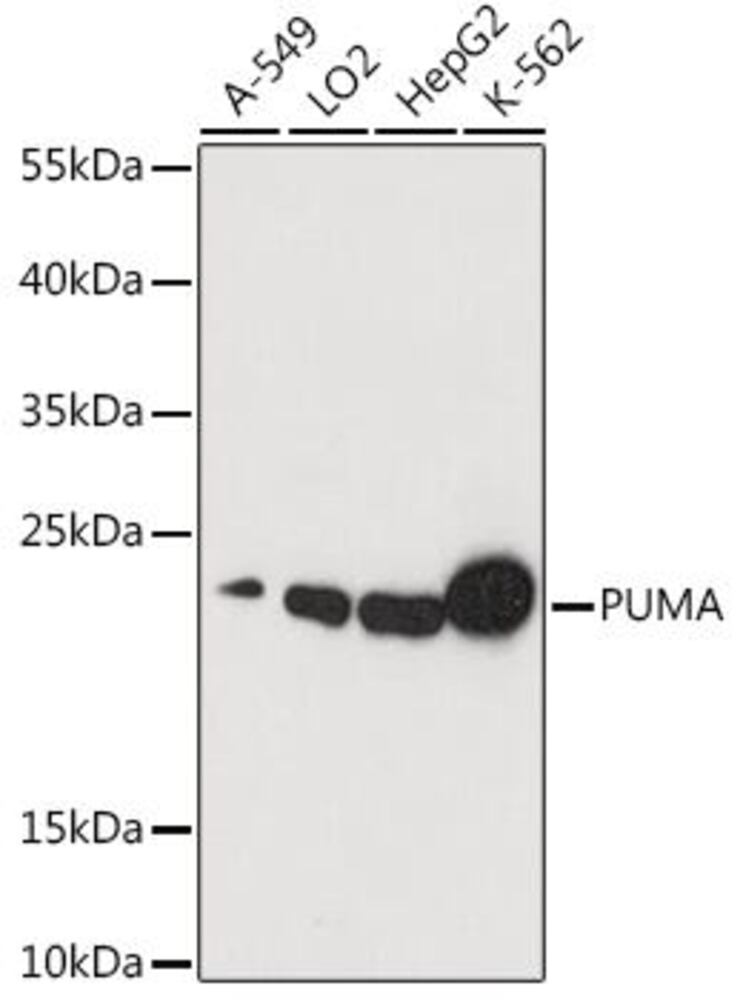 Anti-PUMA Antibody, 100 µl - Luminix Health
