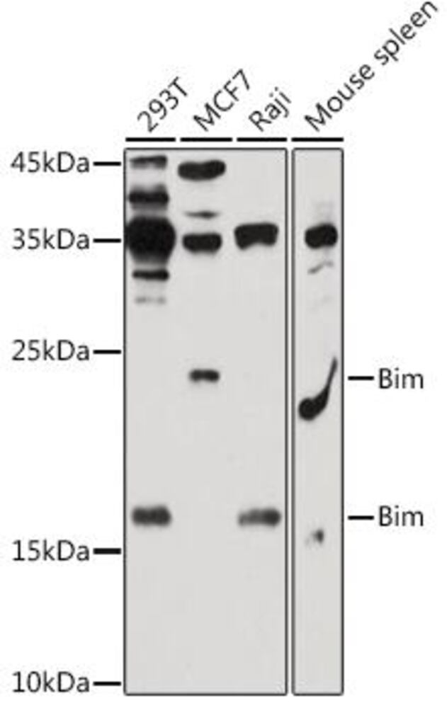 Anti-Bim Antibody, 100 µl - Luminix Health