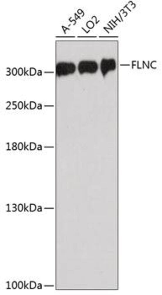 Anti-Filamin C Antibody, 100 µl - Luminix Health