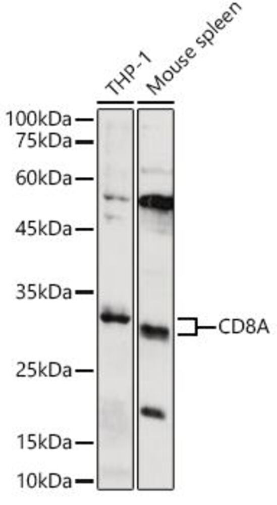Anti-CD8 alpha Antibody, 100 µl - Luminix Health