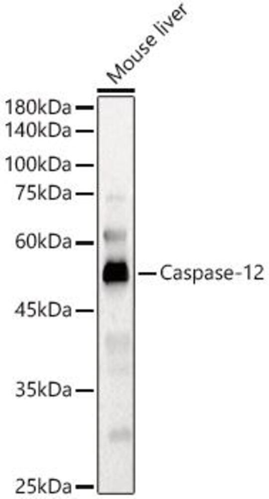 Anti-Caspase-12 Antibody, 100 µl - Luminix Health