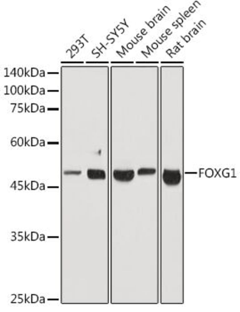 Anti-FOXG1 Antibody, 100 µl - Luminix Health