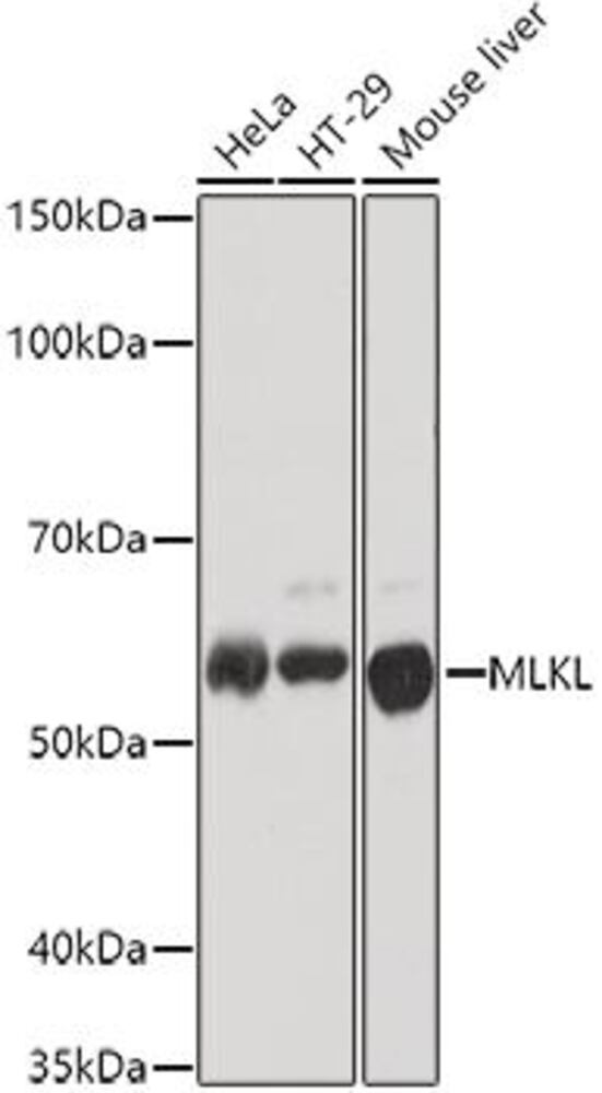 Anti-MLKL Antibody, 100 µl - Luminix Health