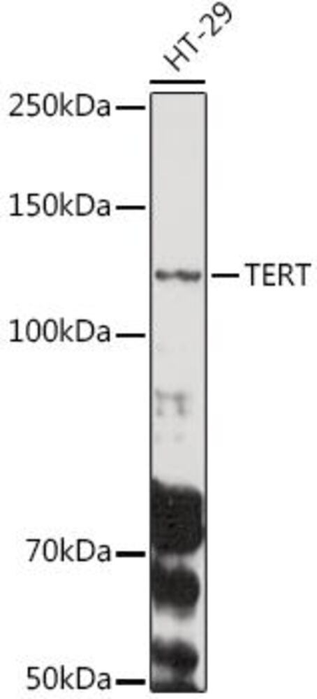 Image of A-Telomerase rev transcriptase Antib