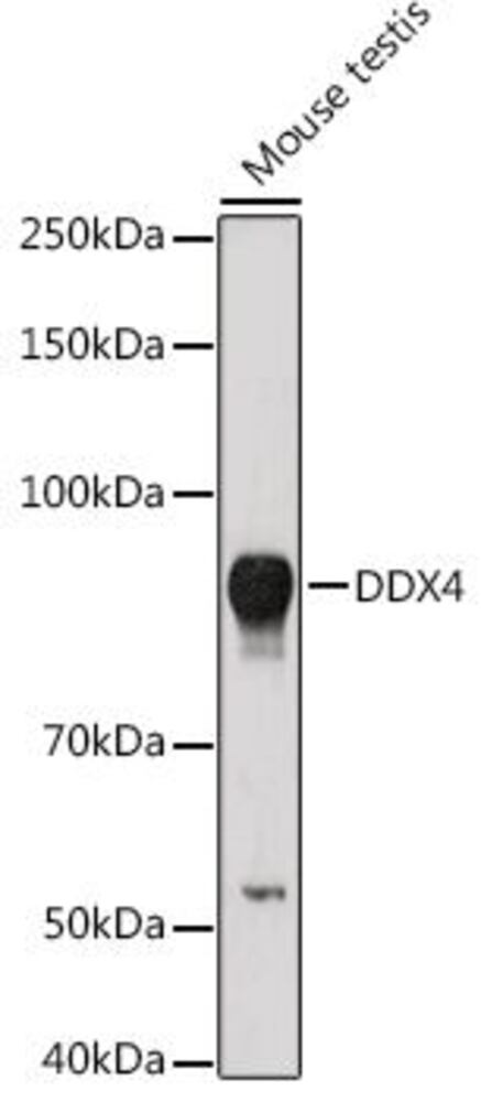 Anti-DDX4 / MVH Antibody, 100 µl - Luminix Health