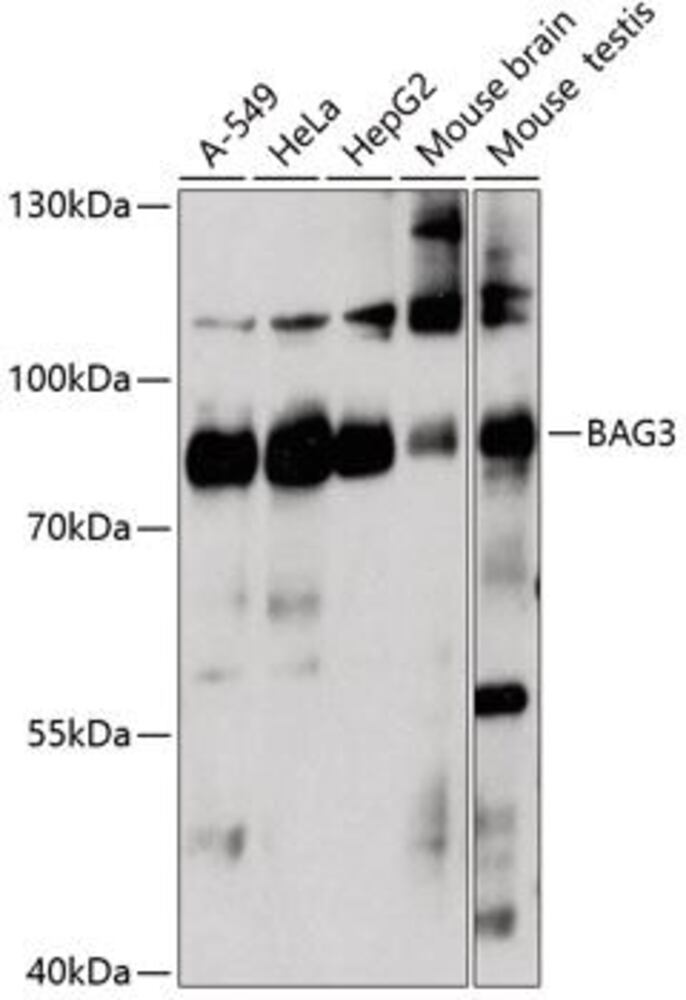 Anti-Bag3 Antibody, 100 µl - Luminix Health