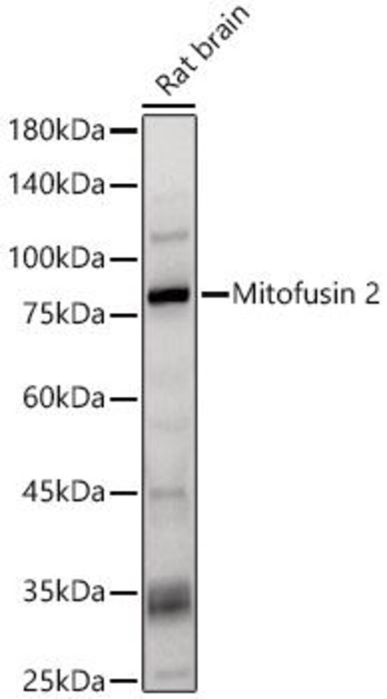 Anti-Mitofusin 2 Antibody, 100 µl - Luminix Health