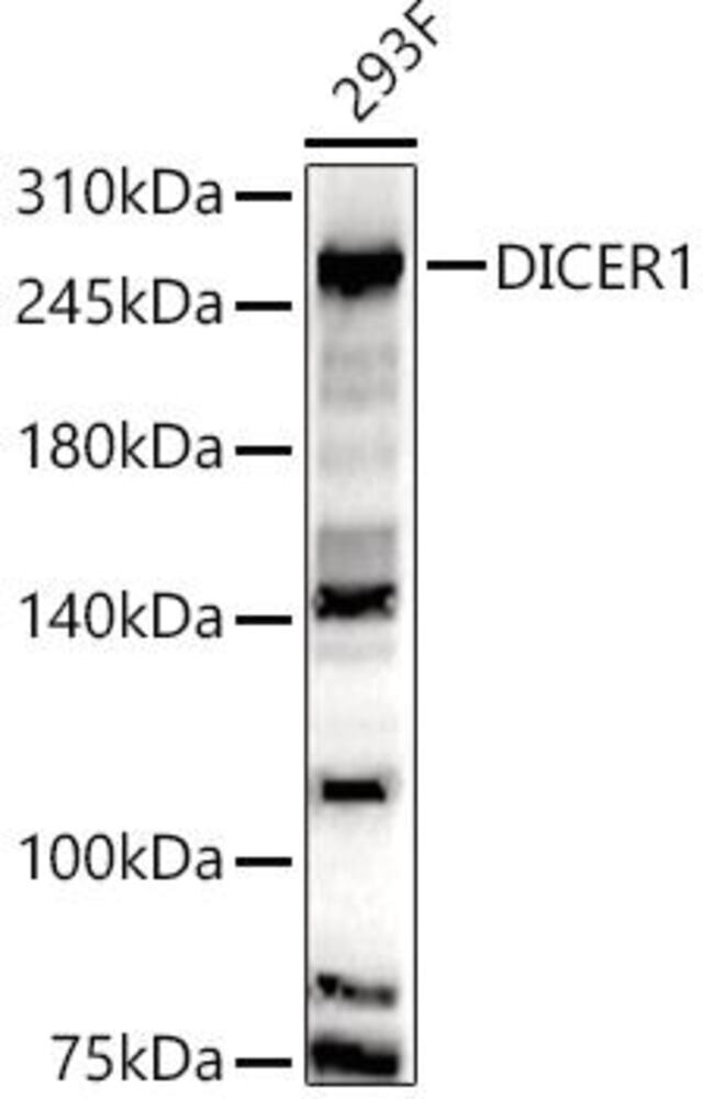 Anti-Dicer Antibody, 100 µl - Luminix Health