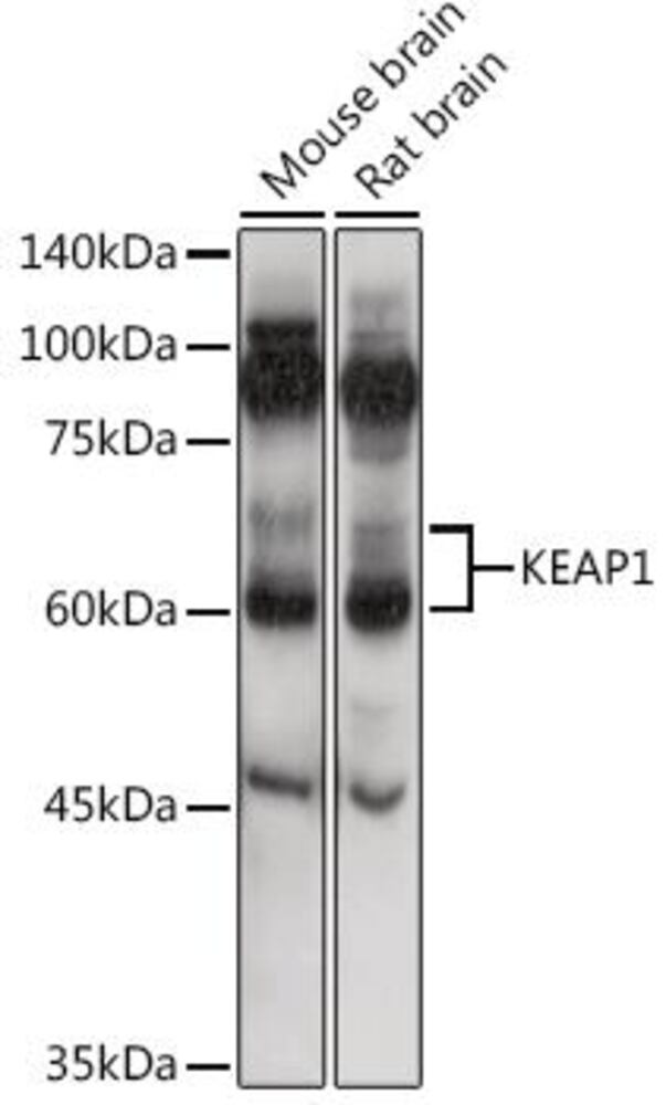 Anti-Keap1 Antibody, 100 µl - Luminix Health
