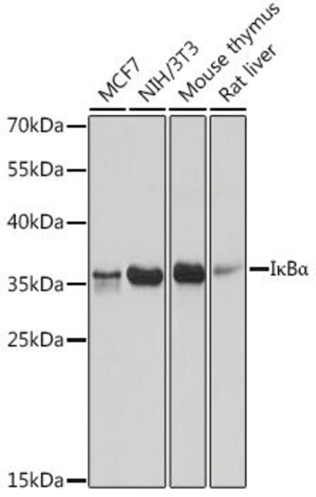 Anti-IKB alpha Antibody, 100 µl - Luminix Health