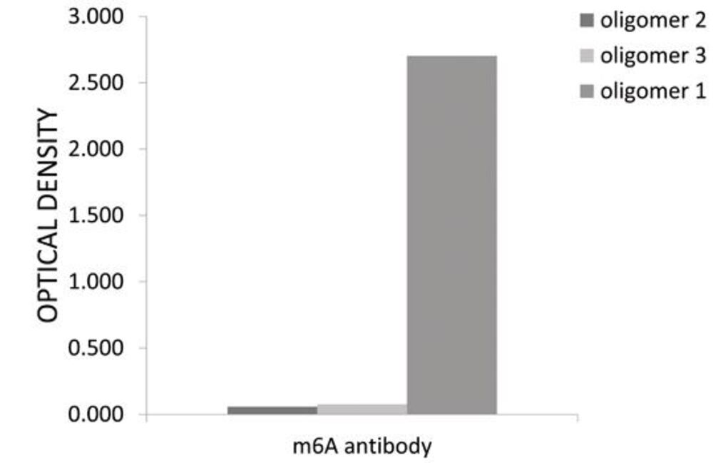 Anti-N6-Methyladenosine Antibody, 100 µl - Luminix Health
