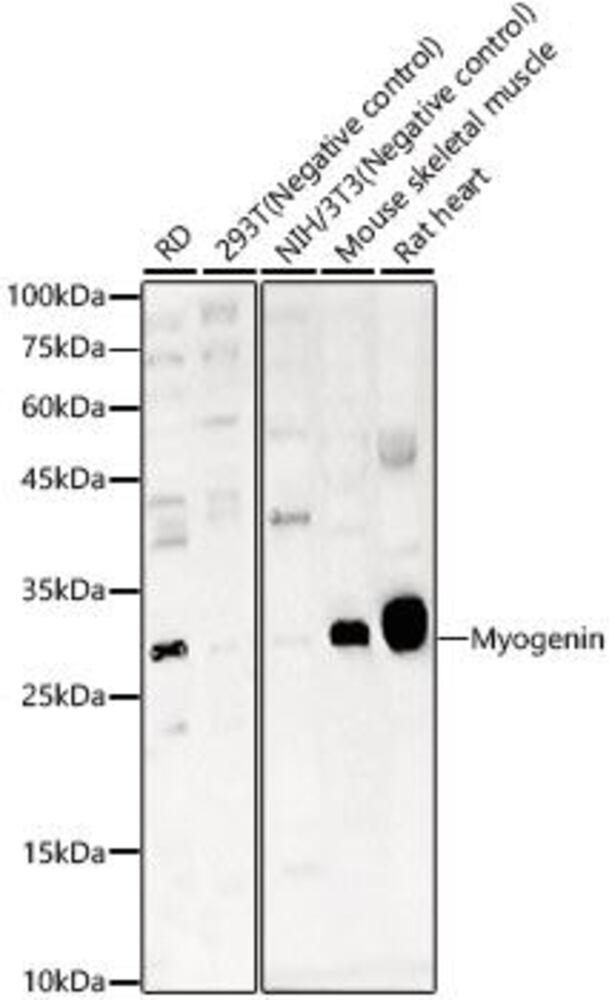 Anti-Myogenin Antibody, 100 µl - Luminix Health