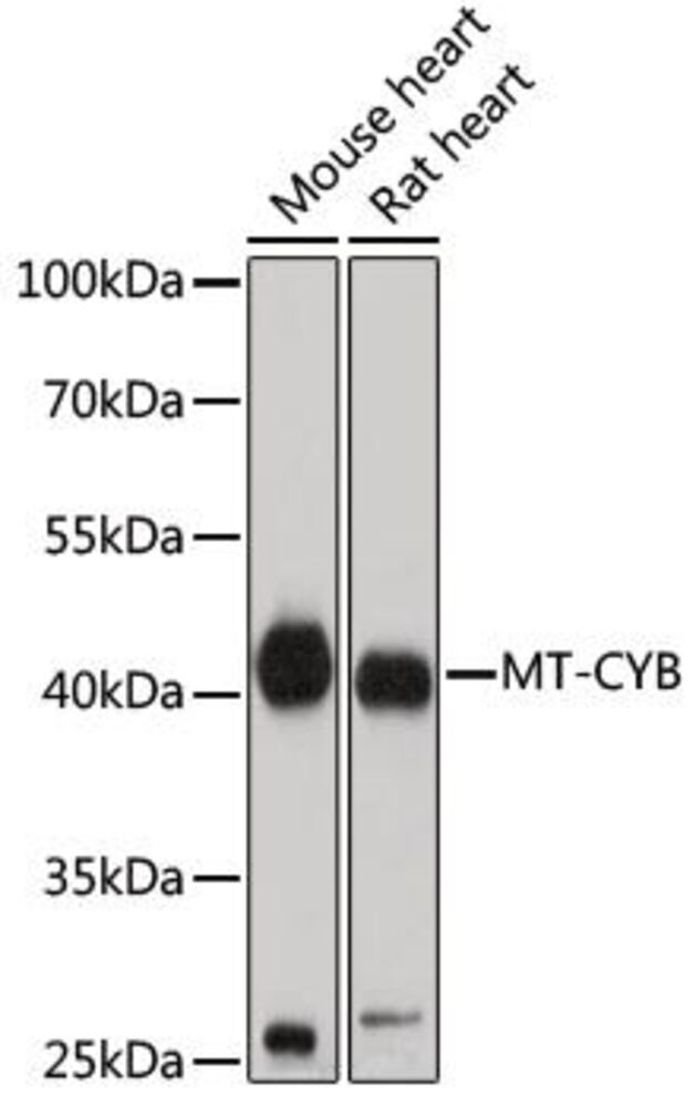 Anti-MT-CYB Antibody, 100 µl - Luminix Health