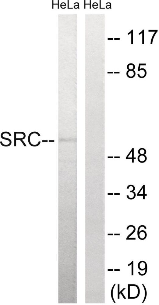 Anti-Src Antibody, 100 µg - Luminix Health
