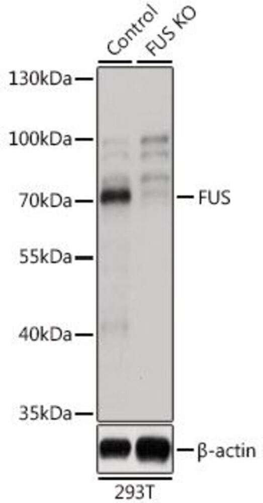 Anti-TLS / FUS Antibody, 100 µl - Luminix Health