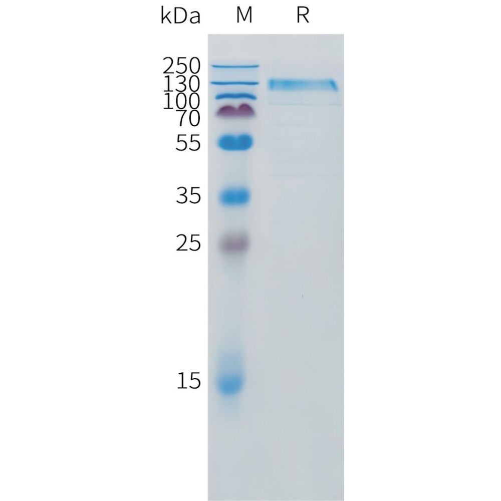 Recomb Canine IL31RA Protein (Fc Tag), 50 µg - Luminix Health