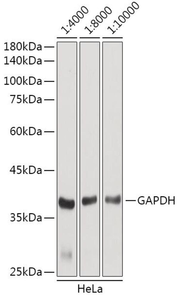 Goat Anti-Rabbit IgG H&L Antibody (HRP), 100 µl - Luminix Health
