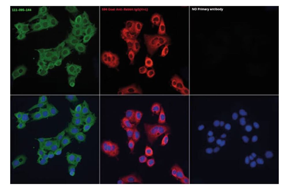 Goat Anti-Rabbit IgG H&L Antibody (FITC), 100 µl
