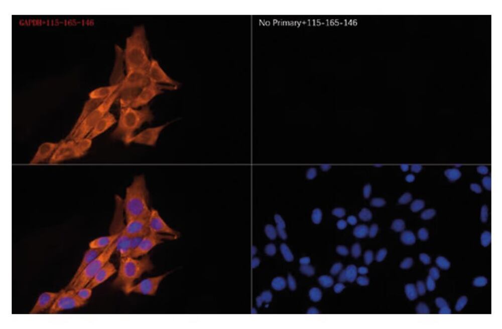Goat Anti-Mouse IgG H&L Antibody, (Cyanine 3), 100 µl