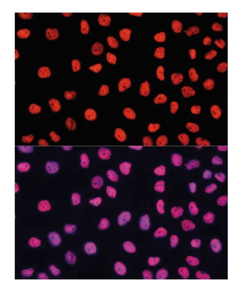 Goat Anti-Rabbit IgG H&L Antibody, (Cyanine 3), 100 µl