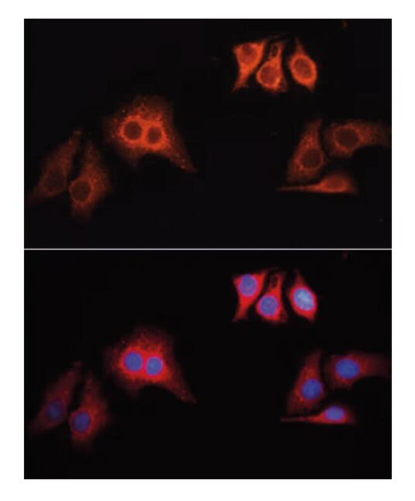 Goat Anti-Rabbit IgG H&L Antibody, (TRITC), 100 µl